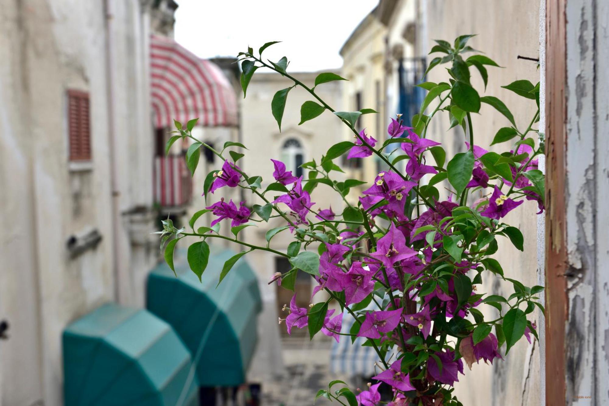 Ciaobari Apartment - Elegant 4 Bedrooms In The Heart Of Old Town Exterior photo
